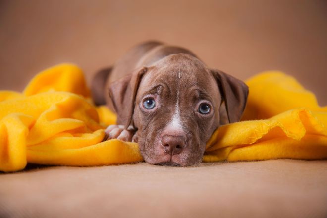 Brown puppy with blue eyes resting on a yellow blanket, looking directly at the viewer.