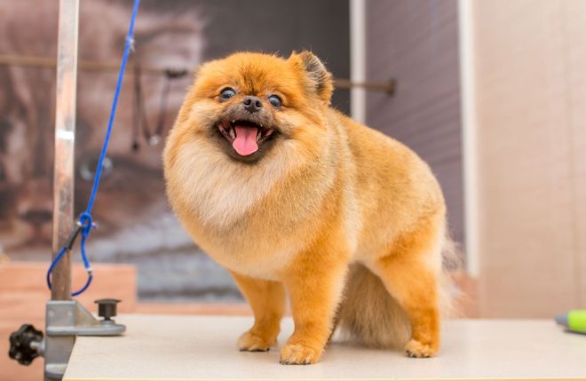 A happy, orange Pomeranian dog smiles while standing on a grooming table.