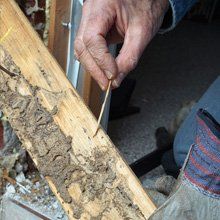 Termites cleaning
