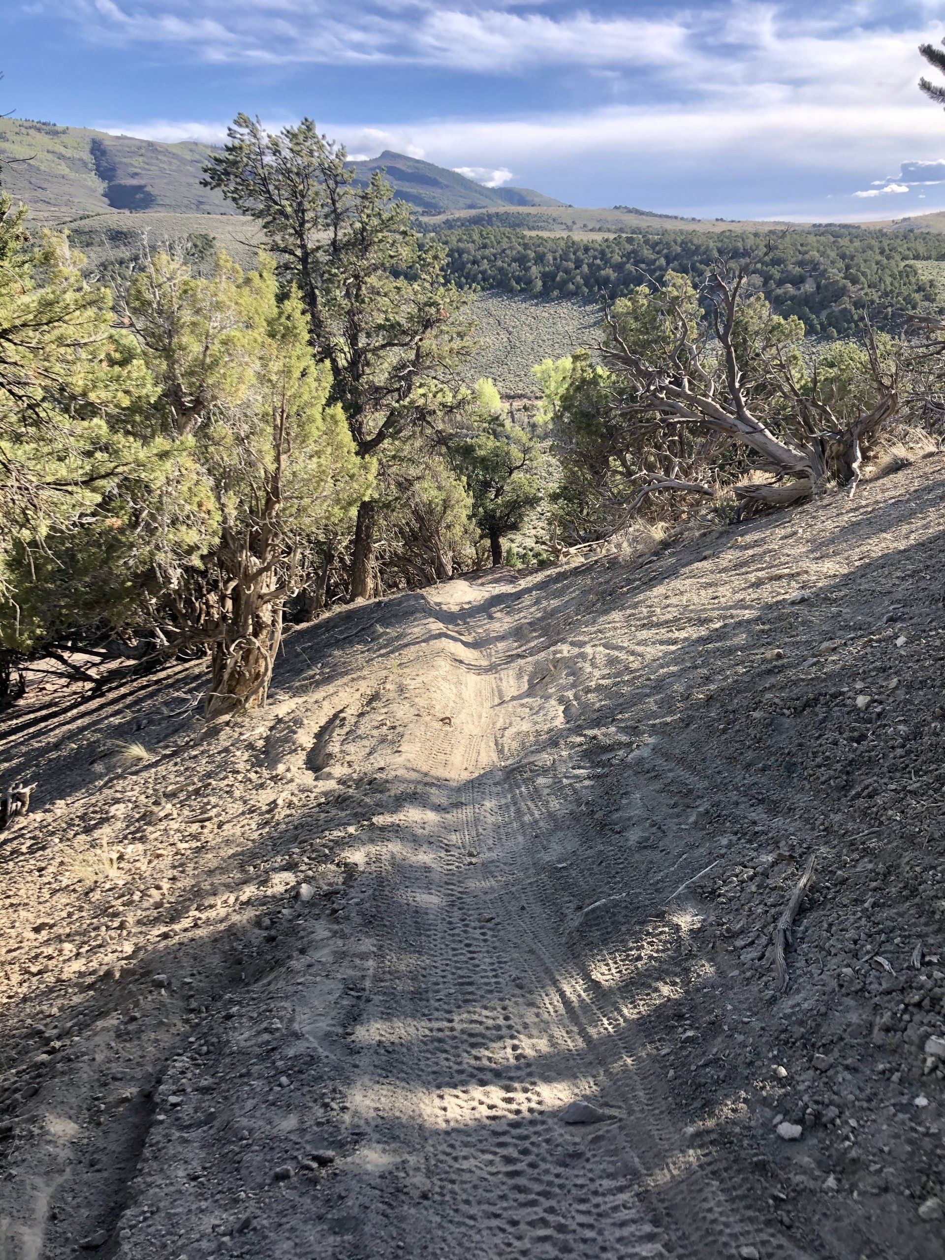 A dirt road going through a forest with mountains in the background.