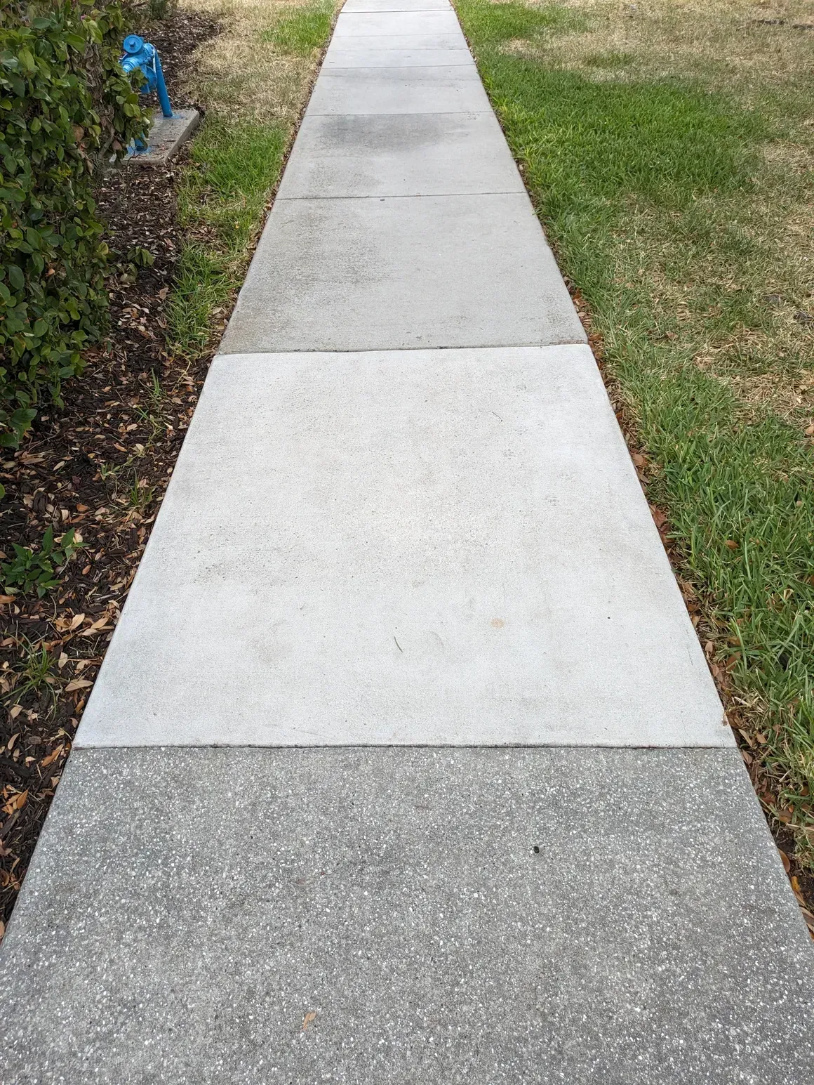 Concrete sidewalk bordered by grass and a garden bed, with a blue sprinkler on the left