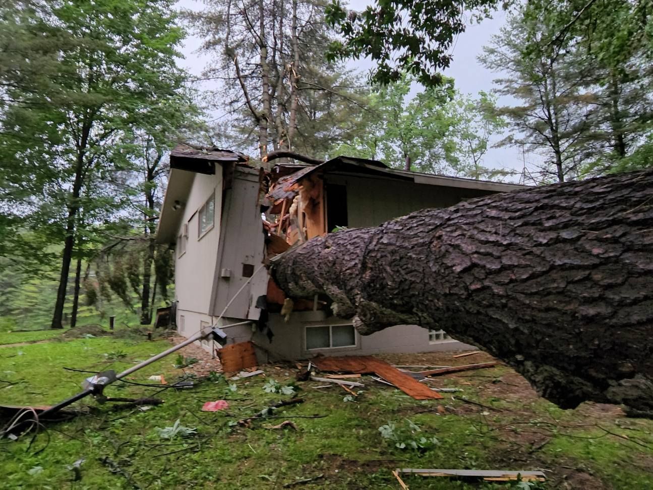 Tree Damage