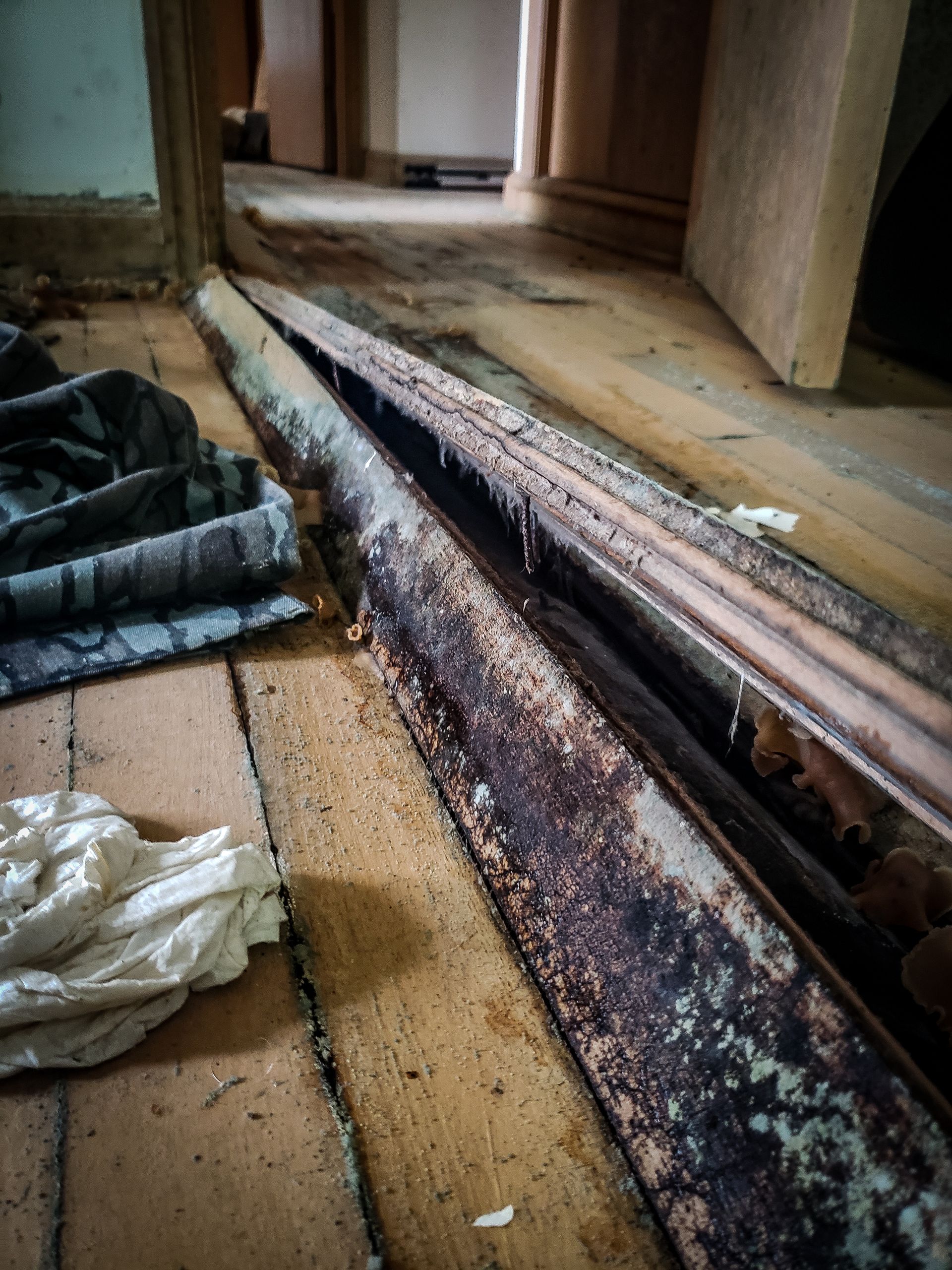Mold and Water Damage
