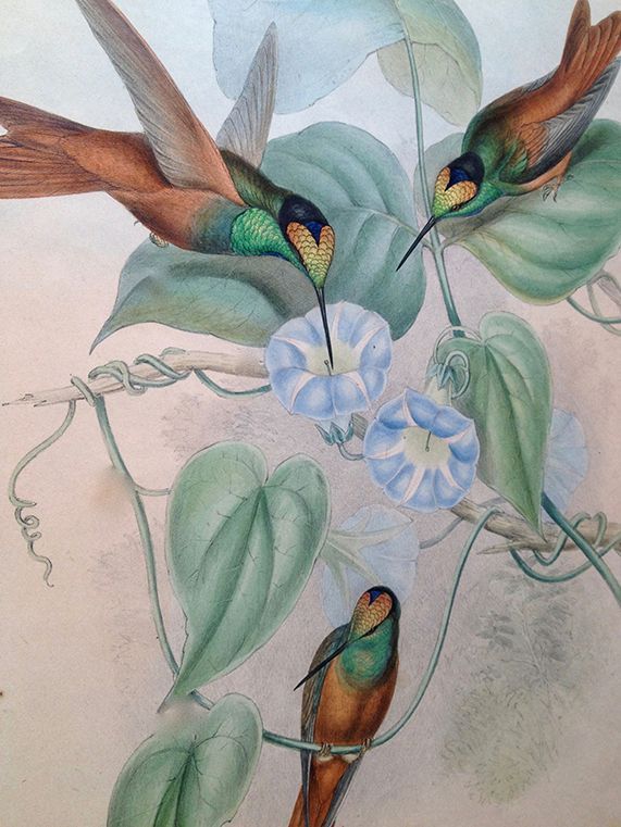 Painting of hummingbirds