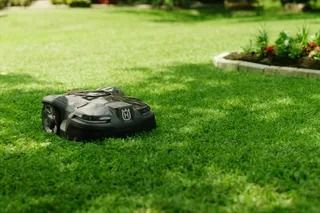 Healthy lawn