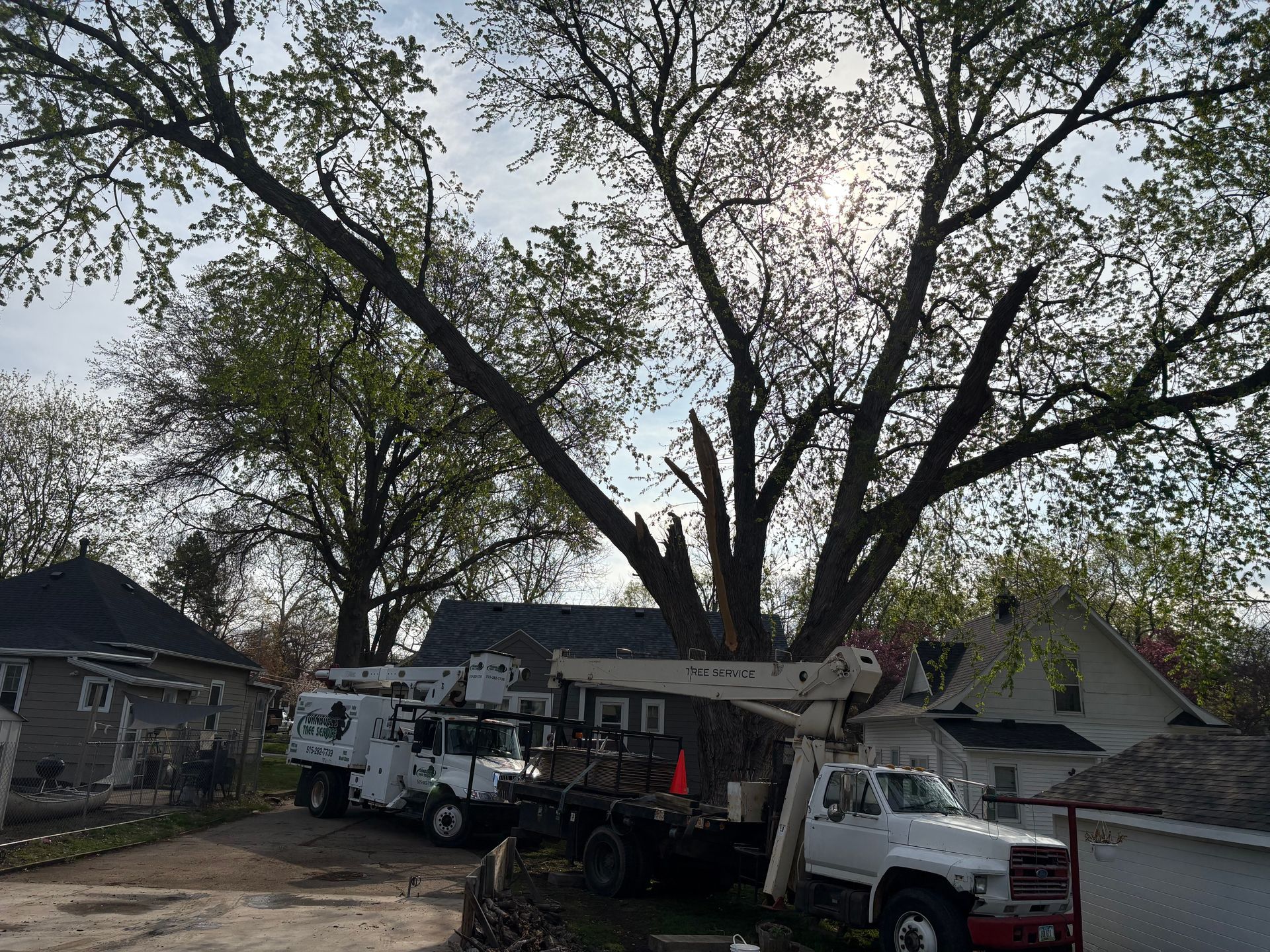 Tree trimming in progress, trucks with lifts in front of a house; branches being cut.