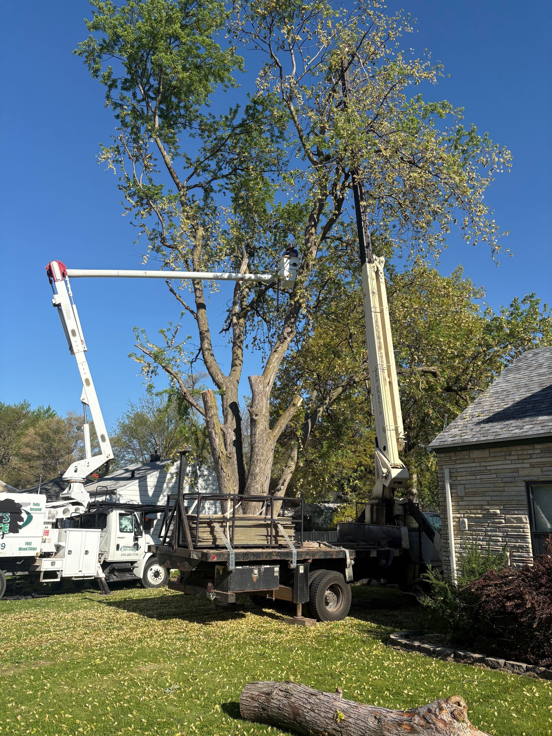 Tree being trimmed by a large bucket truck next to a house on a sunny day.
