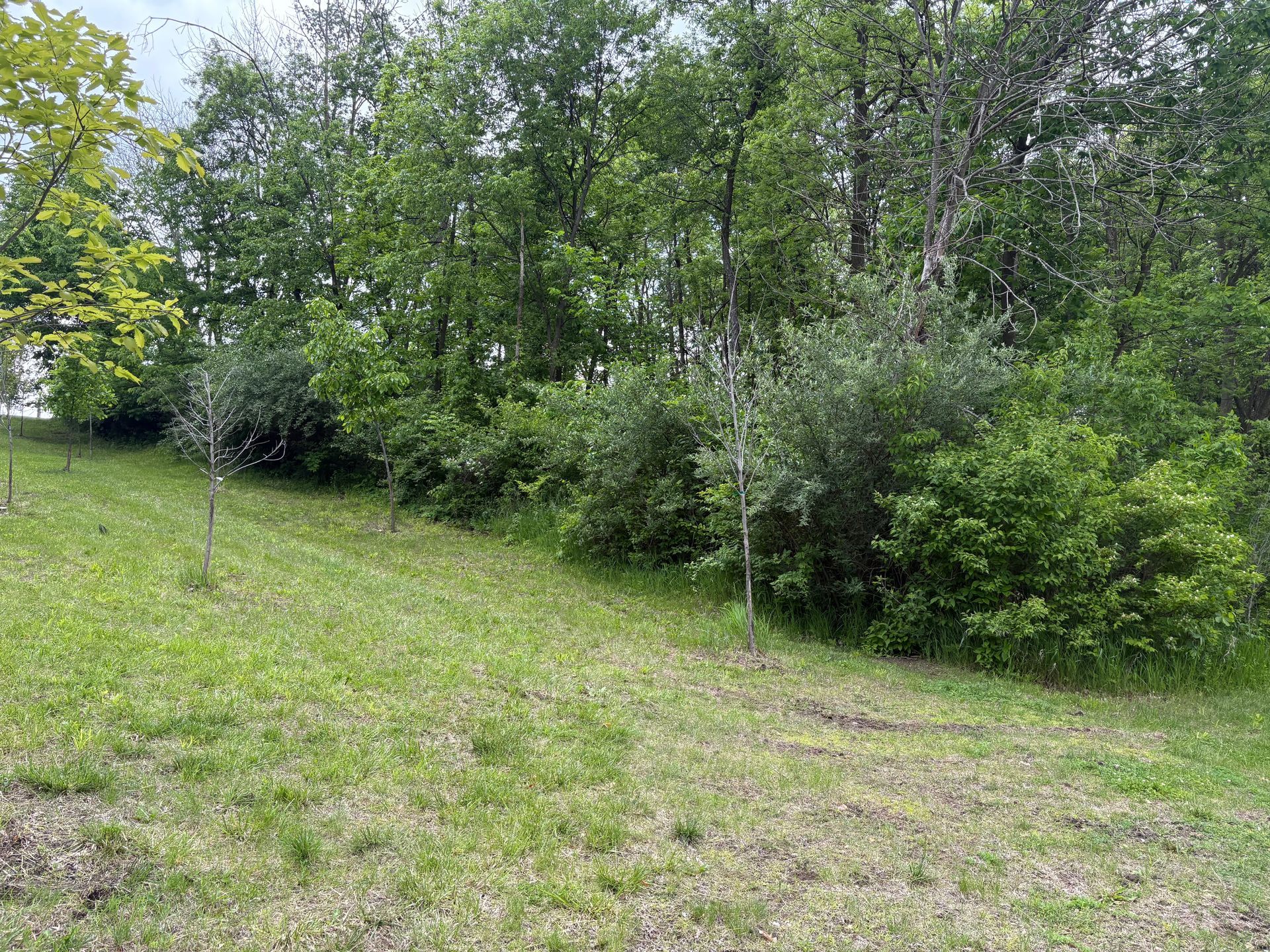 Grassy hillside with green trees and bushes lining the top, overcast sky.