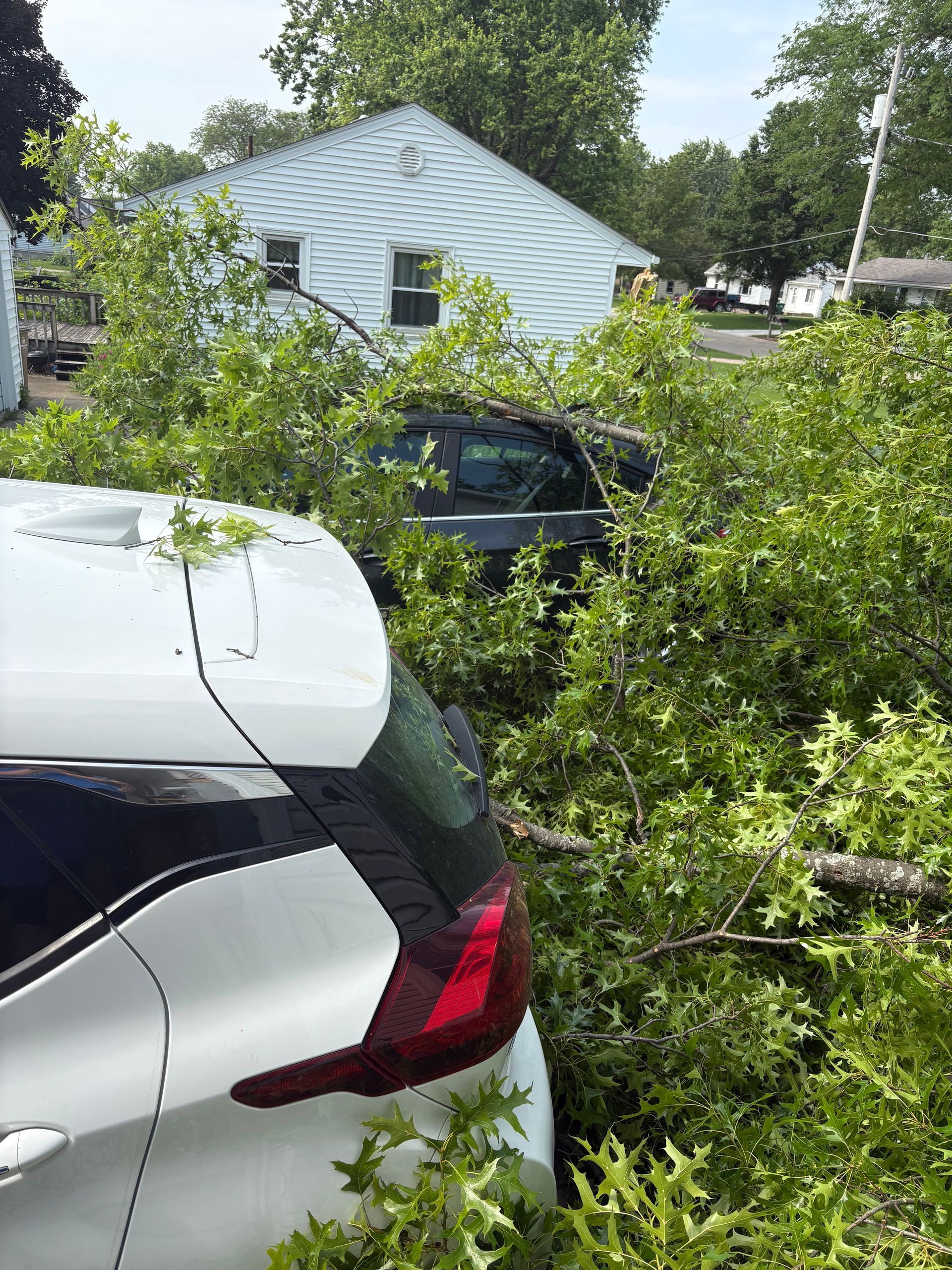 A white SUV and black car are crushed by tree branches in a residential area.