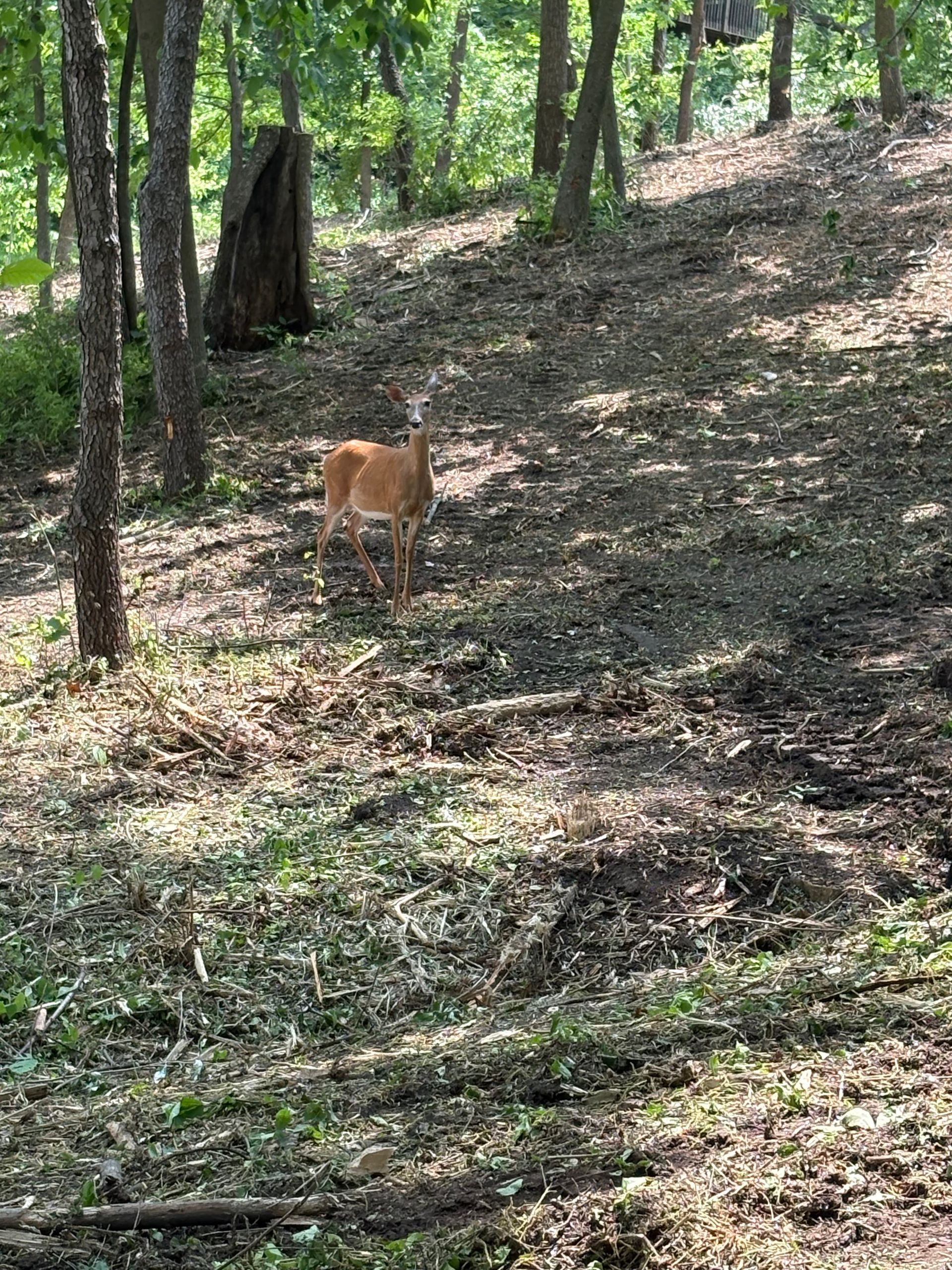 Deer standing in a wooded area with fallen leaves and trees.