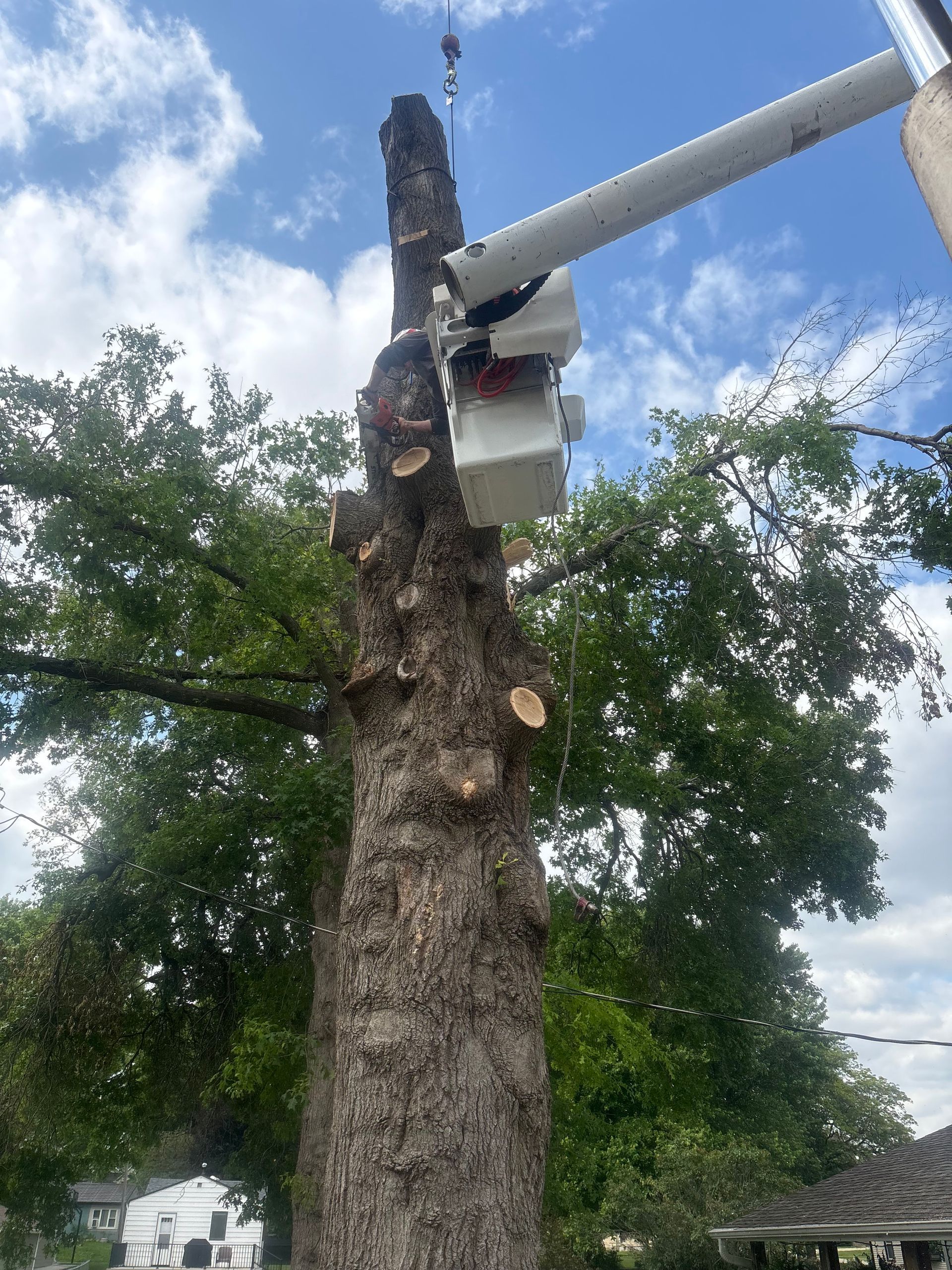 Tree being trimmed by a worker in a cherry picker under a blue sky.