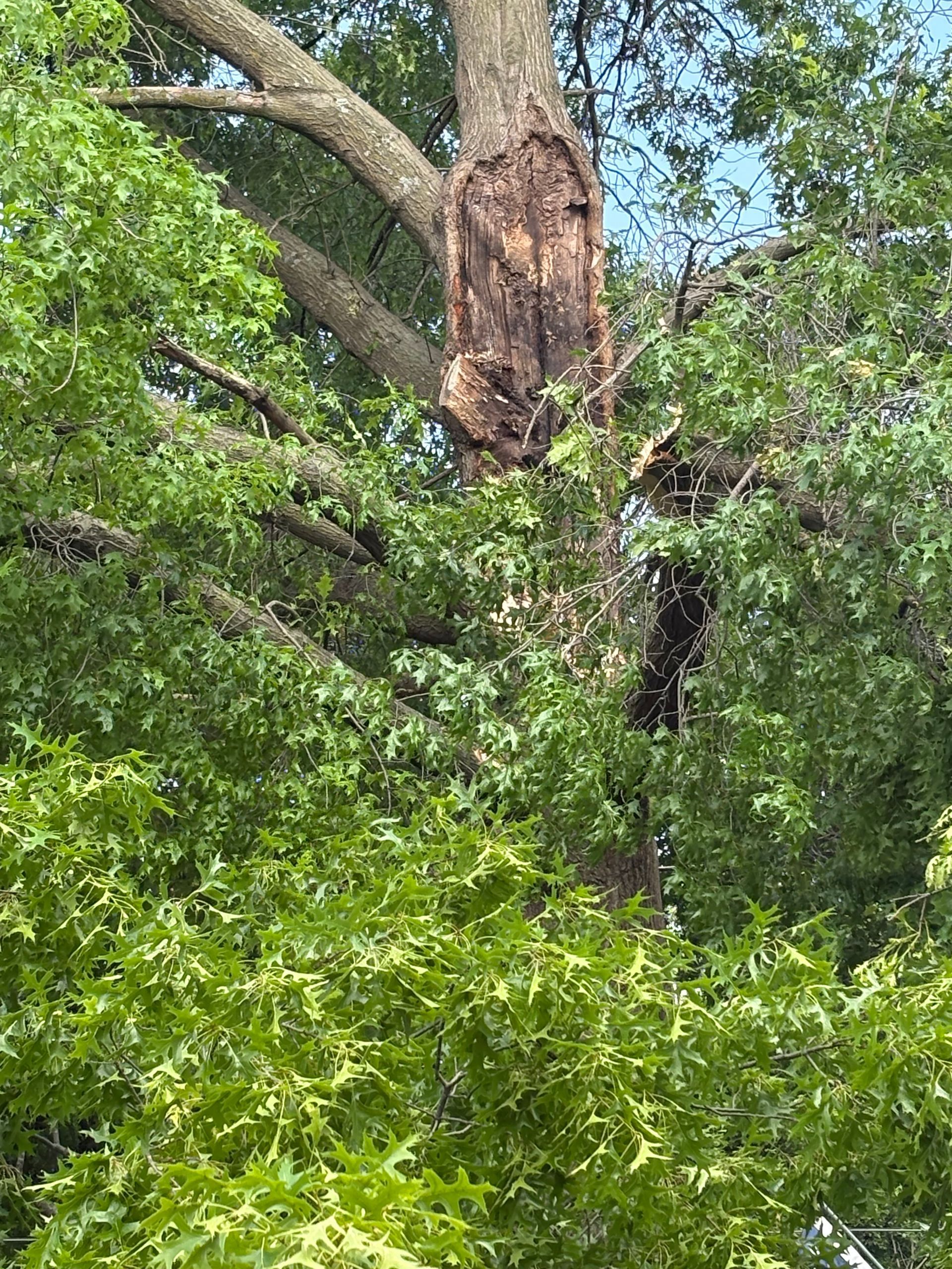 Large tree with significant bark damage, surrounded by green leaves and blue sky.