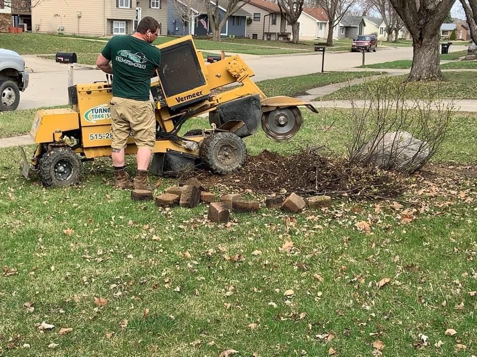 Man using a stump grinder in a yard, grinding a stump near a rock and brick edging.