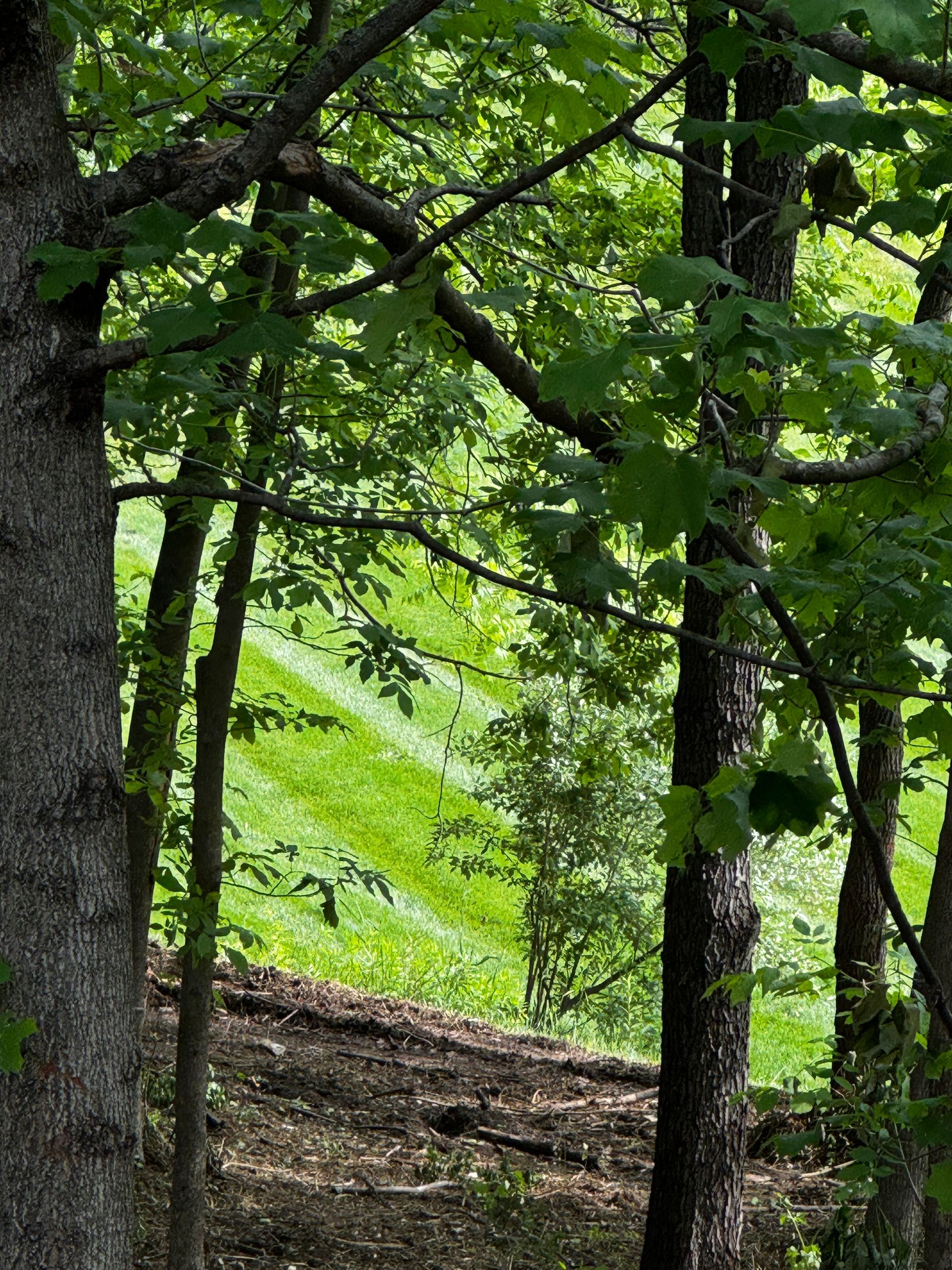 Lush green lawn viewed through trees with leaves. Sunlight filters through.