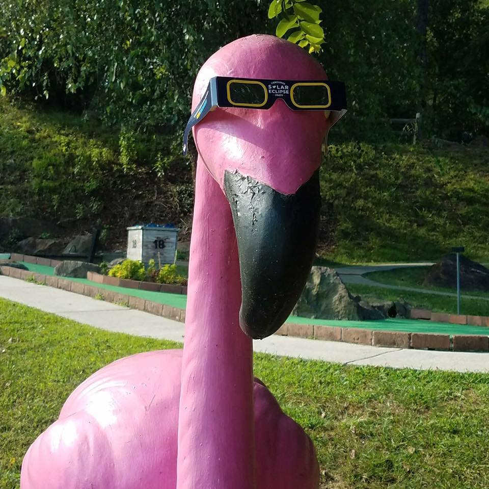 Flamingo