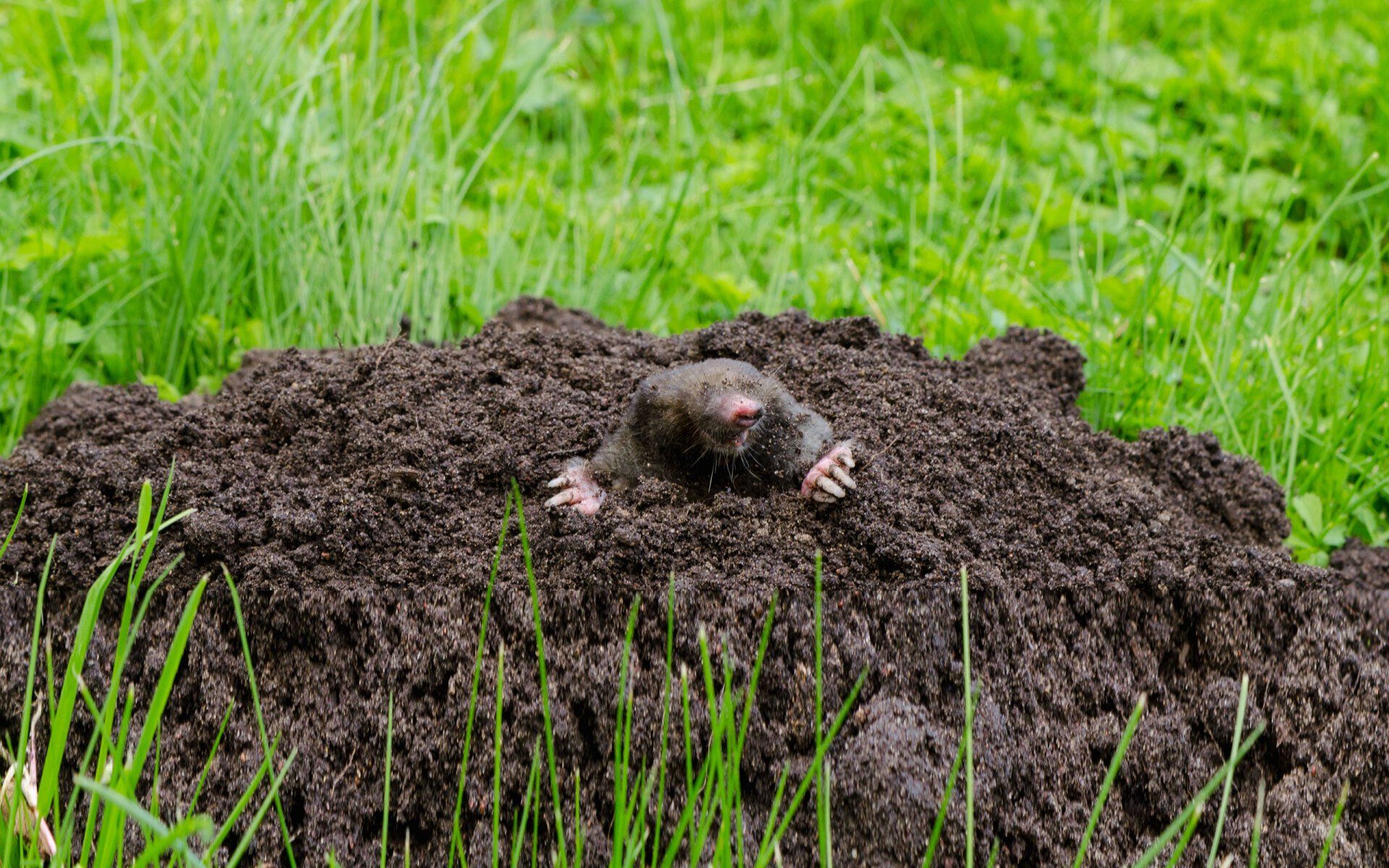 Animal removal