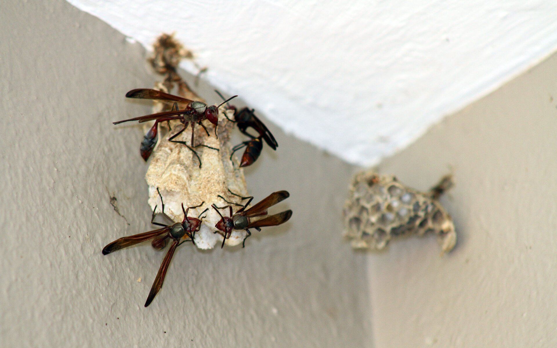 Insect control