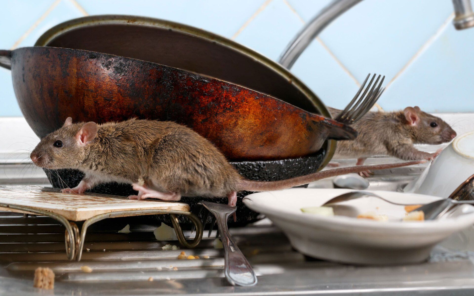 Rodents in the kitchen