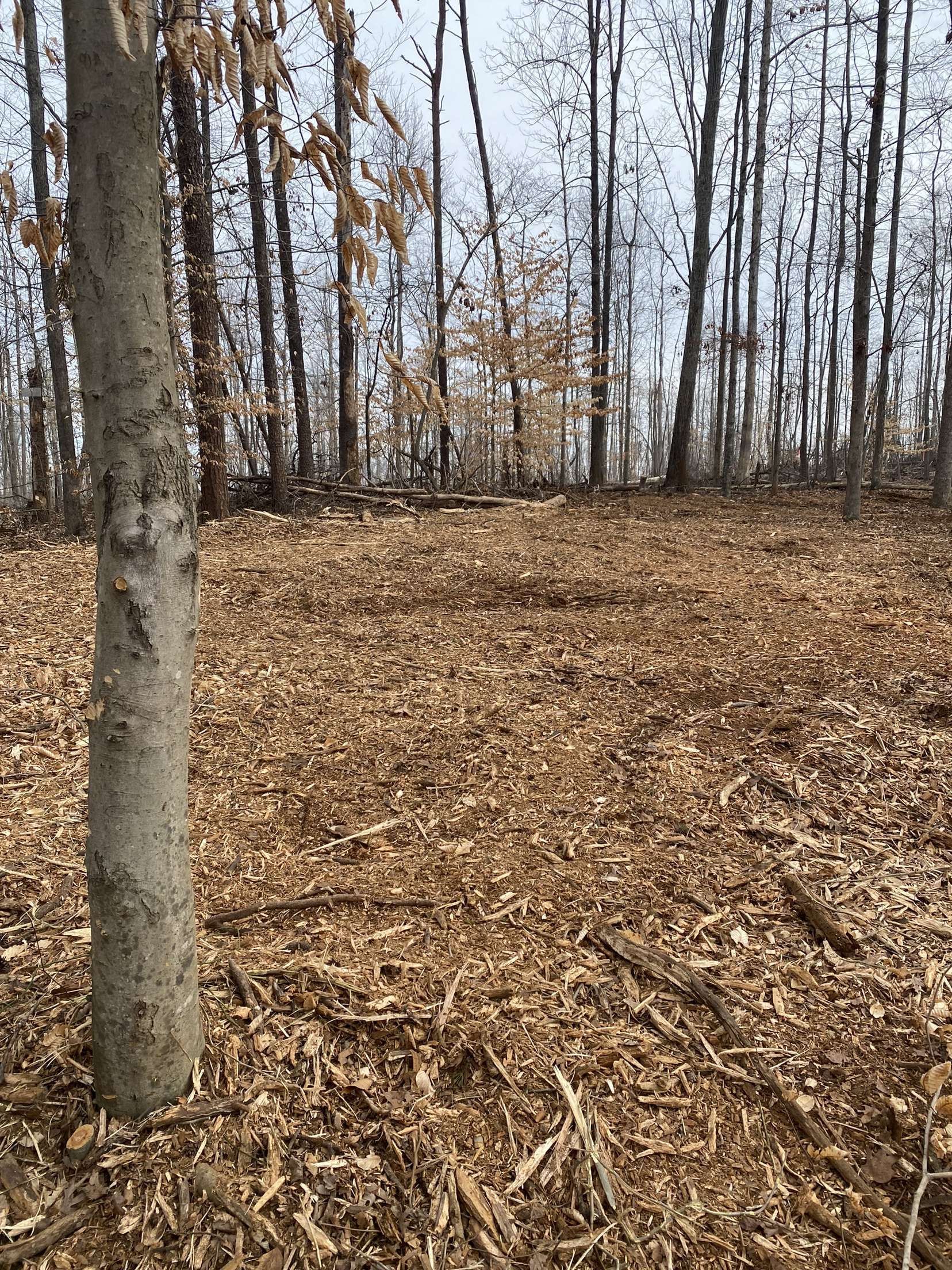 A tree in the middle of a forest with a lot of leaves on the ground.