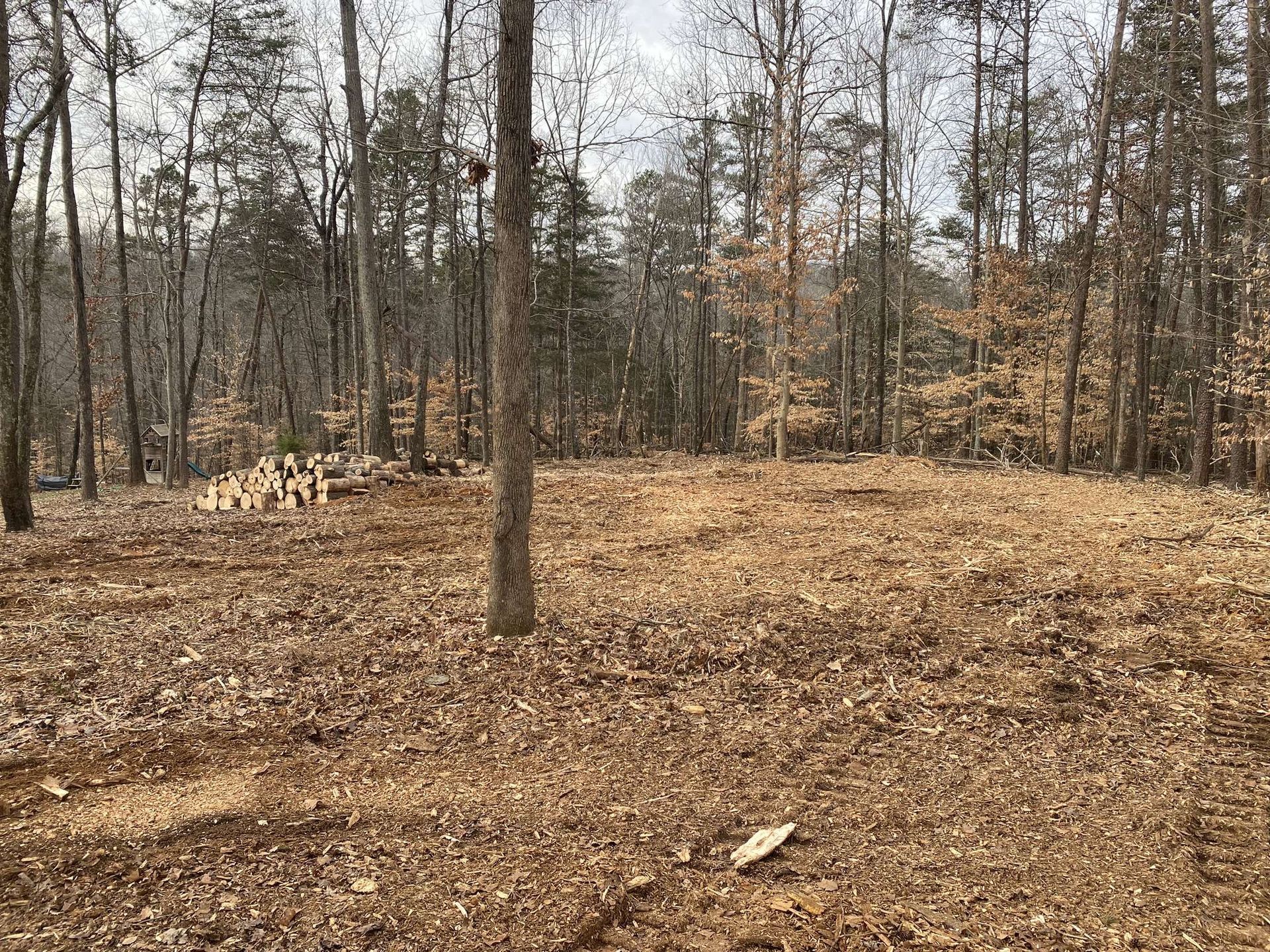 A field covered in leaves in the middle of a forest.