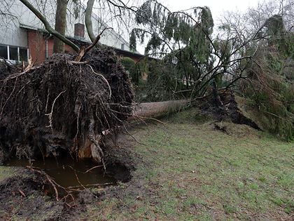 A fallen tree in a yard with a house in the background.