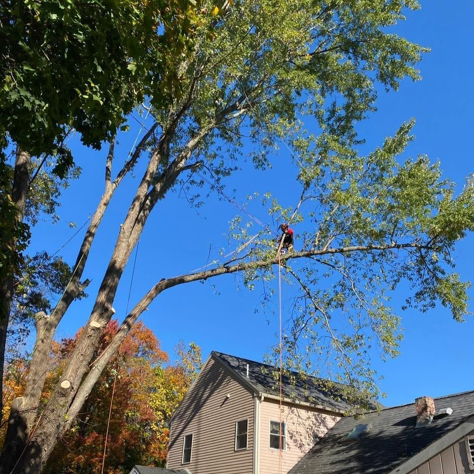 Tree being trimmed beside a beige house under a clear blue sky