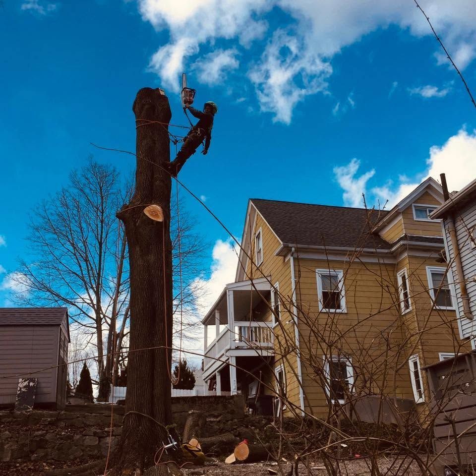 Tree pruning in a yard beside a tan house under a blue sky
