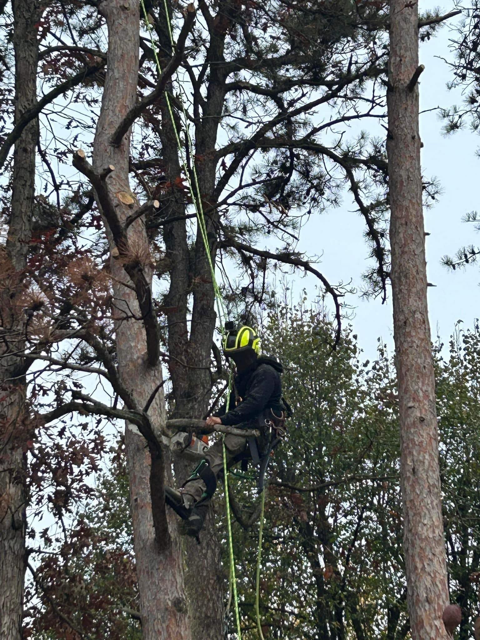 Arborist in a neon helmet trimming a tall tree on ropes in a wooded area