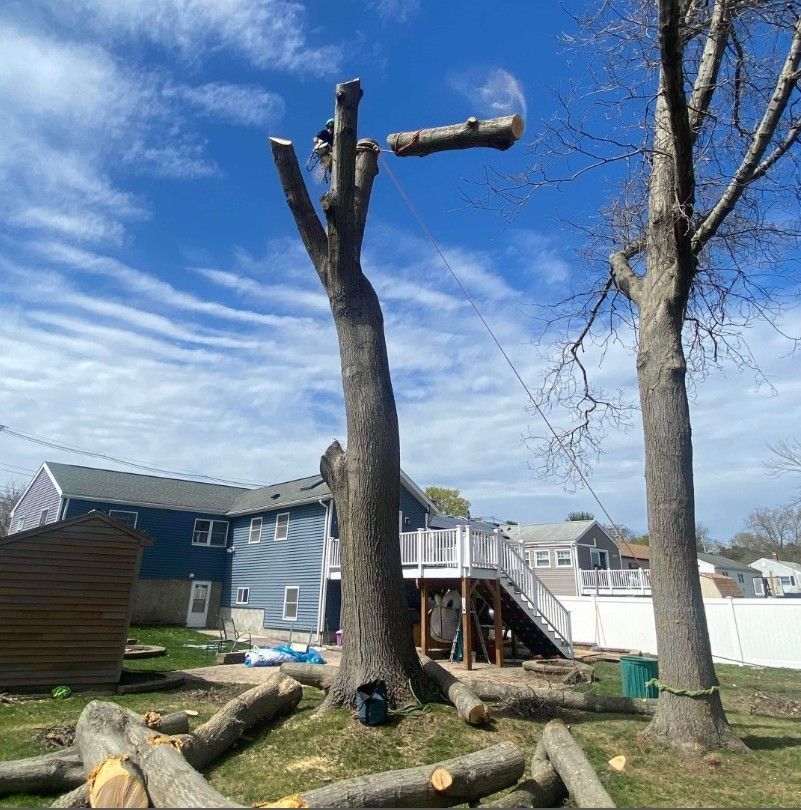 Yard with a freshly cut tree trunk and branches in front of a blue house under a bright sky