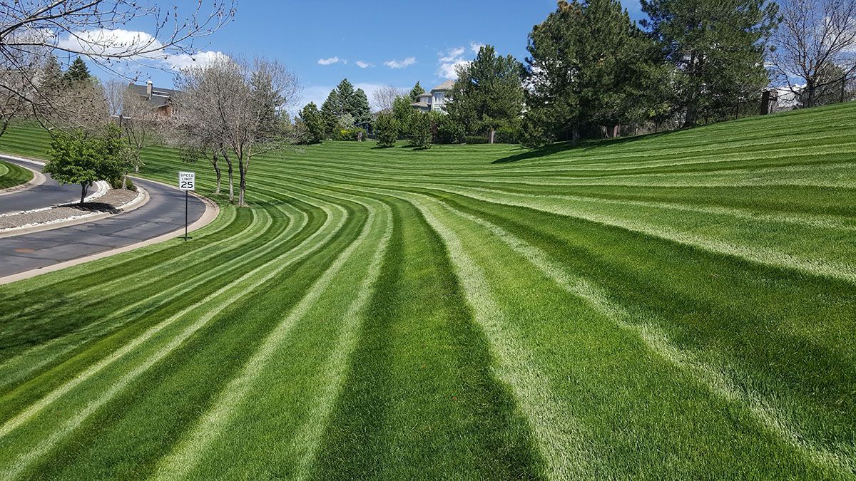 A park filled with lots of trees and bushes