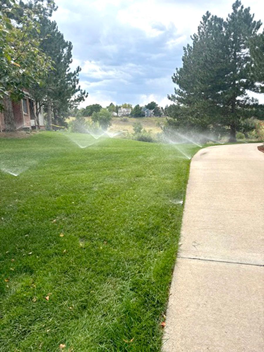 The sun is shining through the trees in the forest