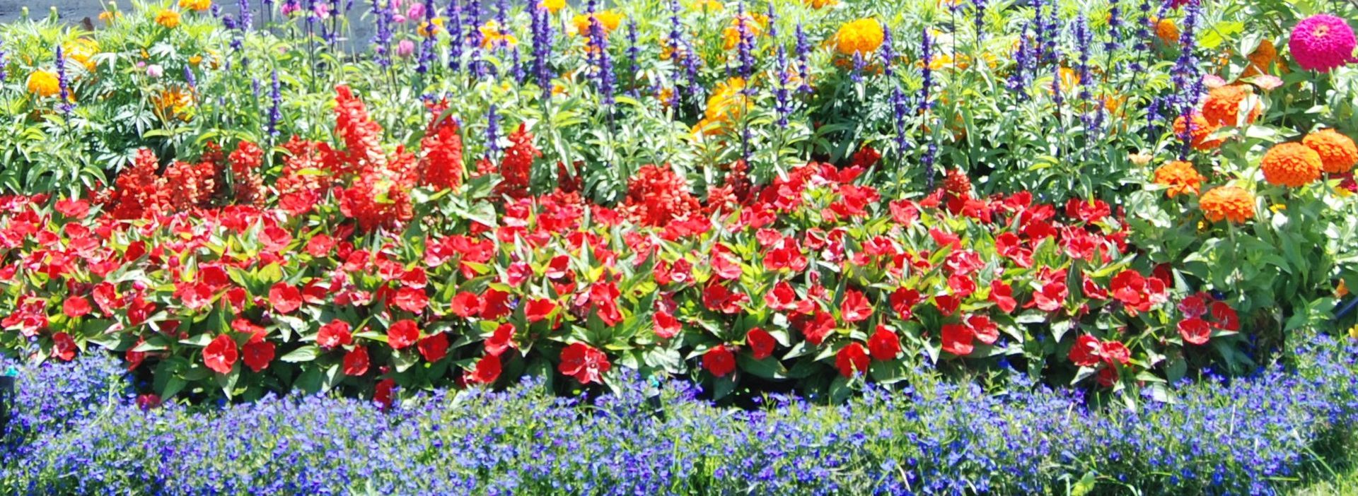 There are many different types of flowers in this garden.