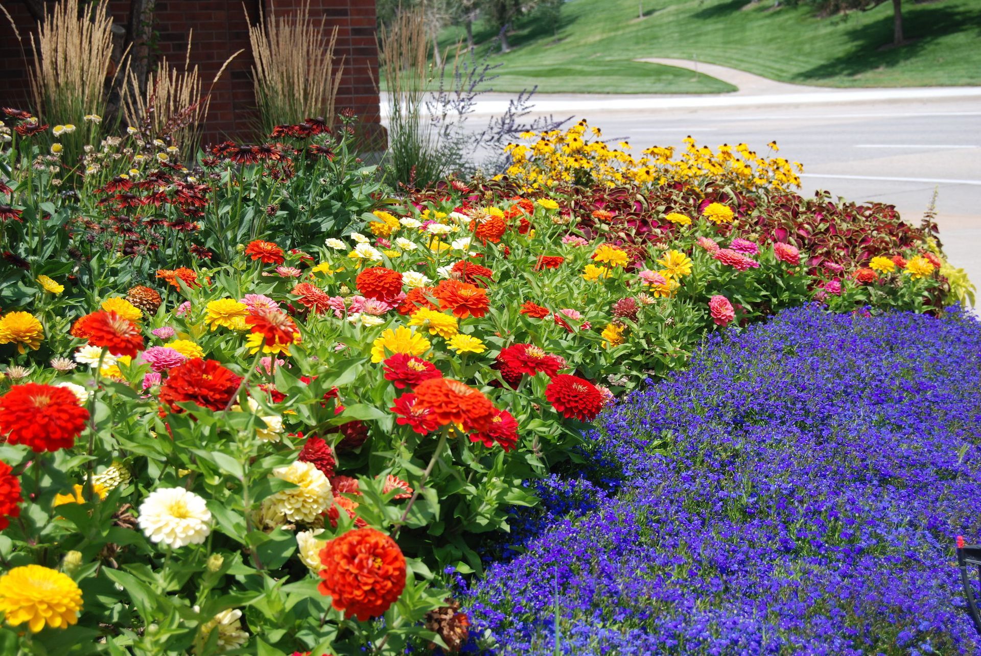 A row of colorful flowers along the side of a road
