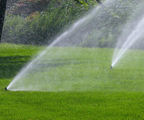 Two sprinklers are spraying water on a lush green lawn.
