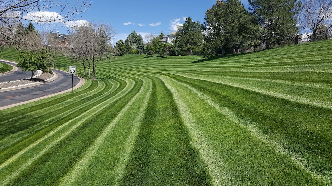A lush green field of grass is being mowed on a sunny day.