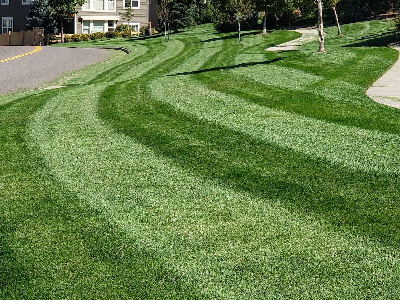 A lush green lawn with a sidewalk and a house in the background.