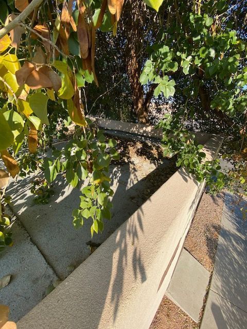 Sunlit patio walkway beside leafy shrubs and a tree casting shadows on pavement