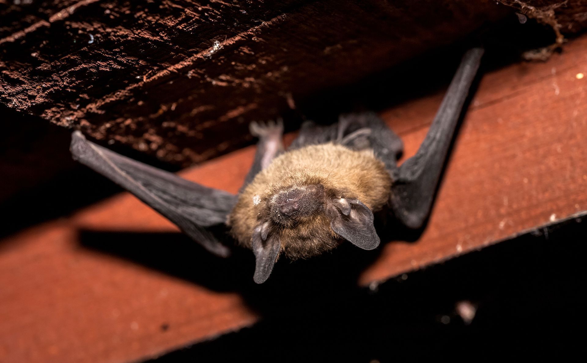 A fuzzy brown bat hangs from a wooden beam in a dark, enclosed space.