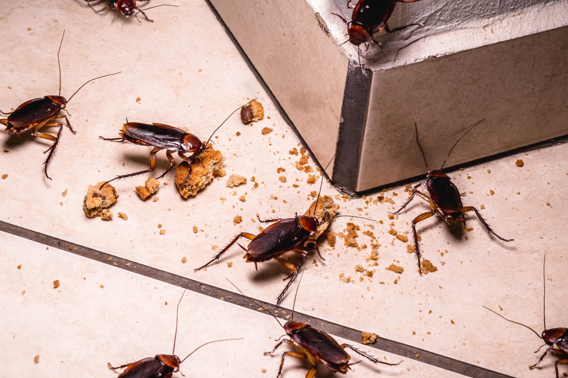 A group of dark-brown cockroaches crawling across a tiled floor to eat scattered crumbs near a wall corner.