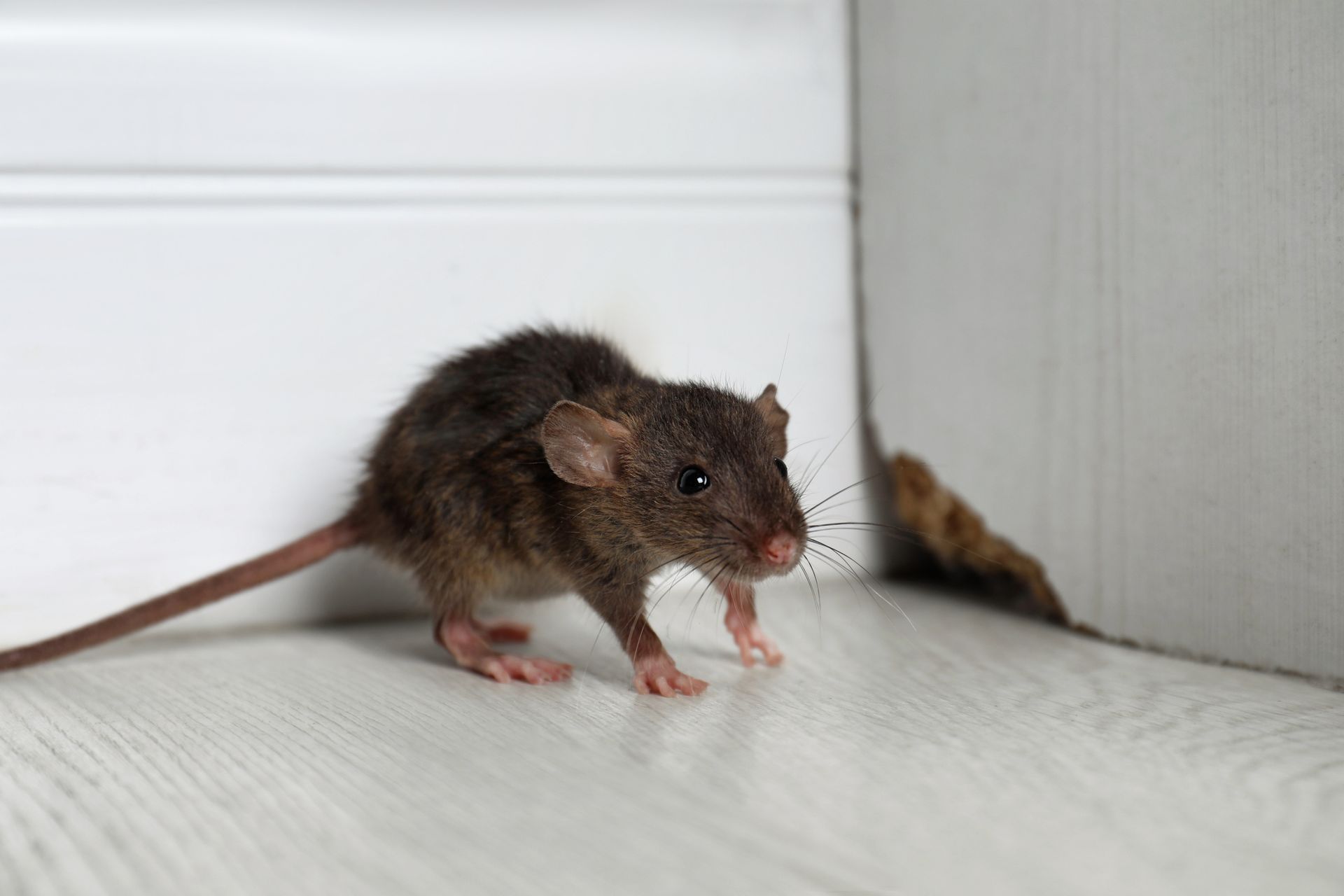 A brown rat standing on a light-colored floor next to a white wall with a hole in the baseboard.