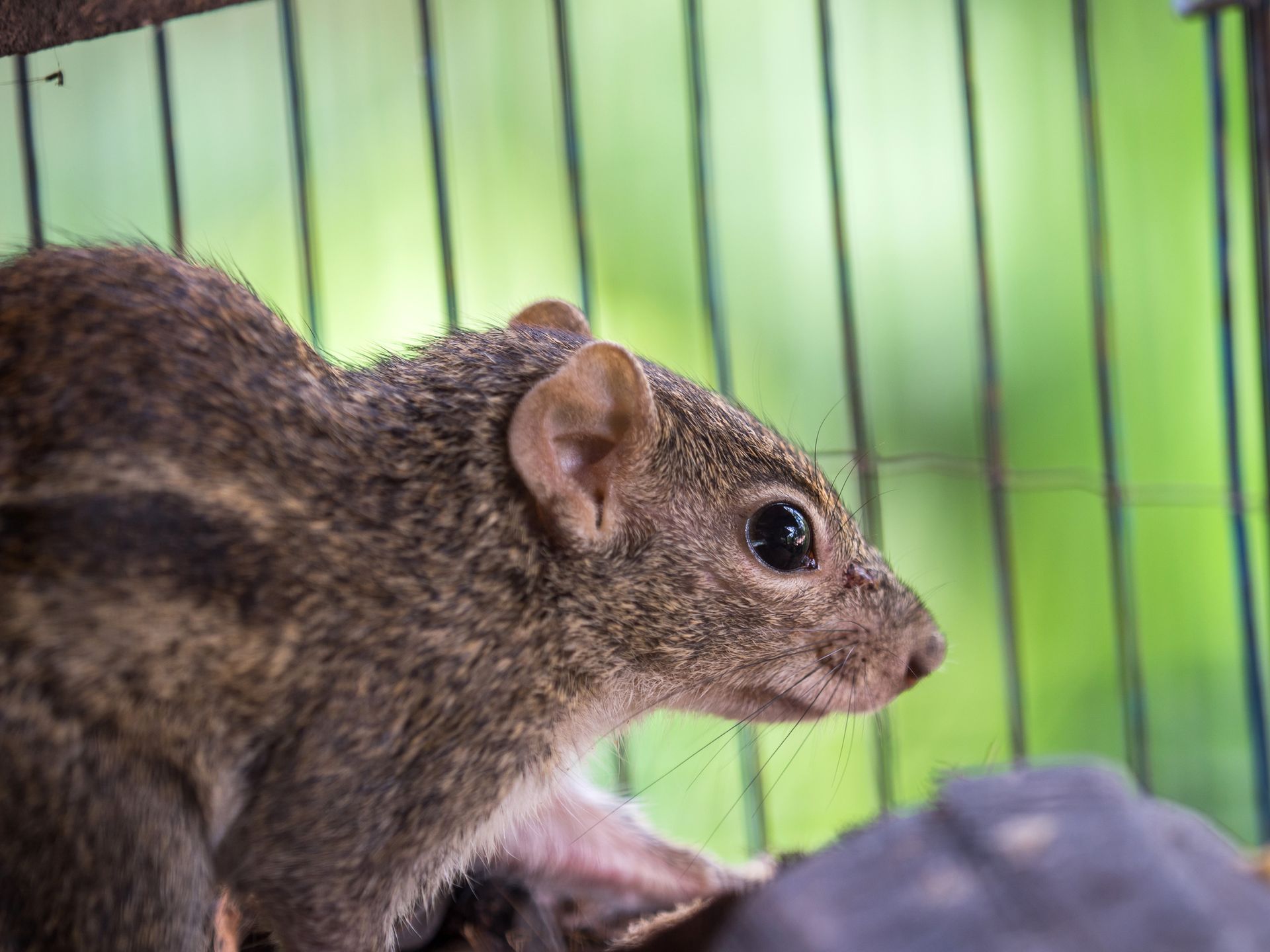 A brown squirrel with dark stripes on its back sits inside a wire cage against a soft, green background.