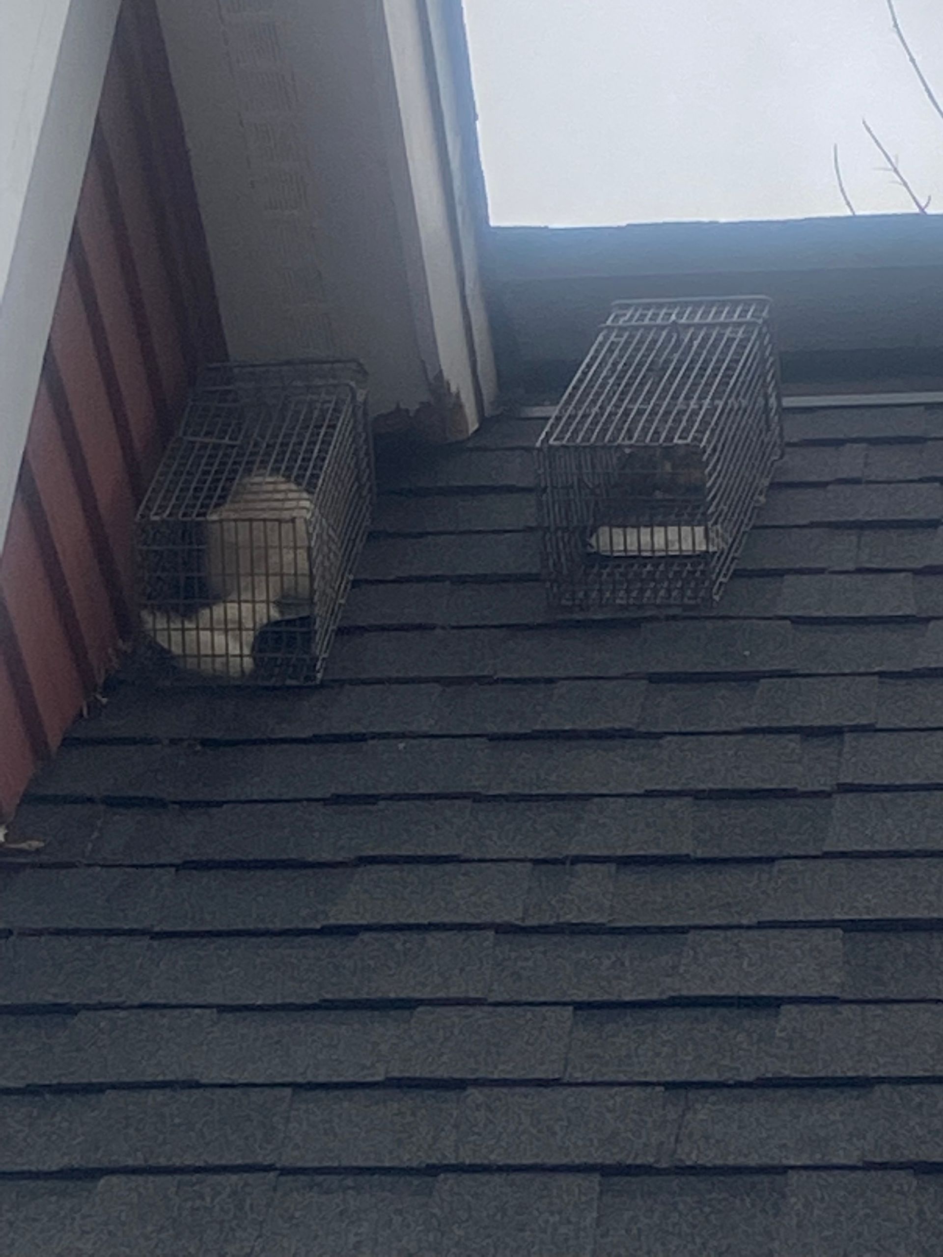 Two metal live traps placed on a shingled roof, one containing a light-colored animal, near the edge of a house wall.