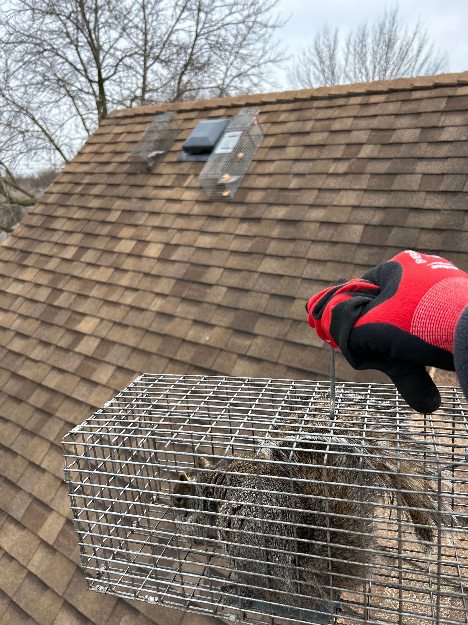A gloved hand holds a wire cage trap on a shingled roof, with another trap positioned over a roof vent.