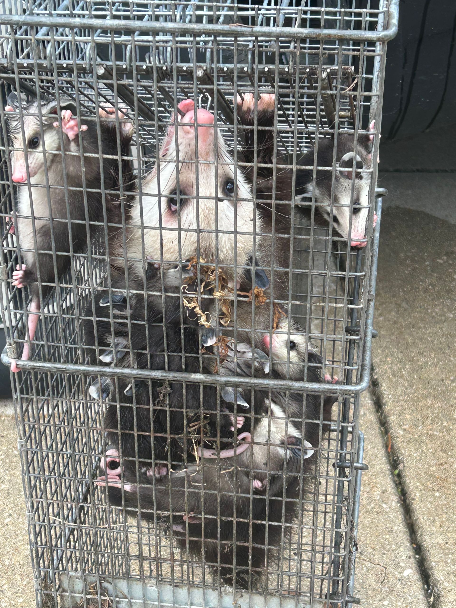 A wire trap containing one large and several smaller opossums, visible through the metal grid.