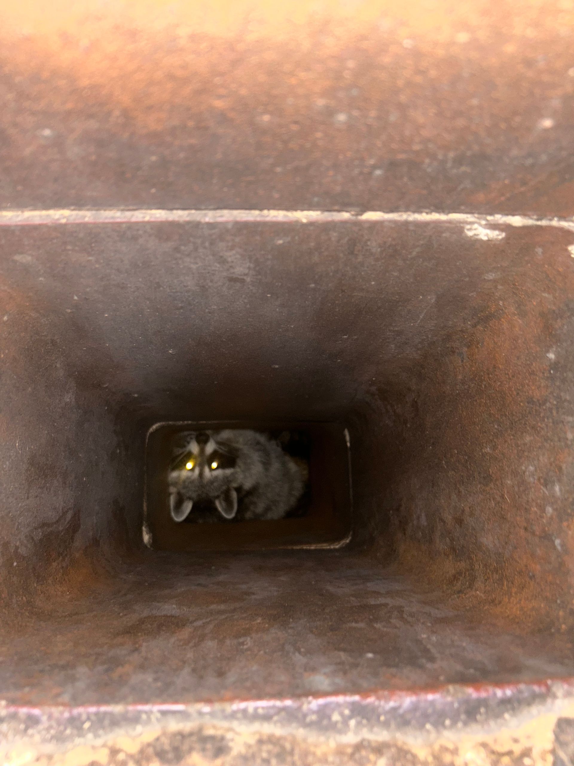 A raccoon peers out from the dark, rectangular opening of a rusty metal chimney.
