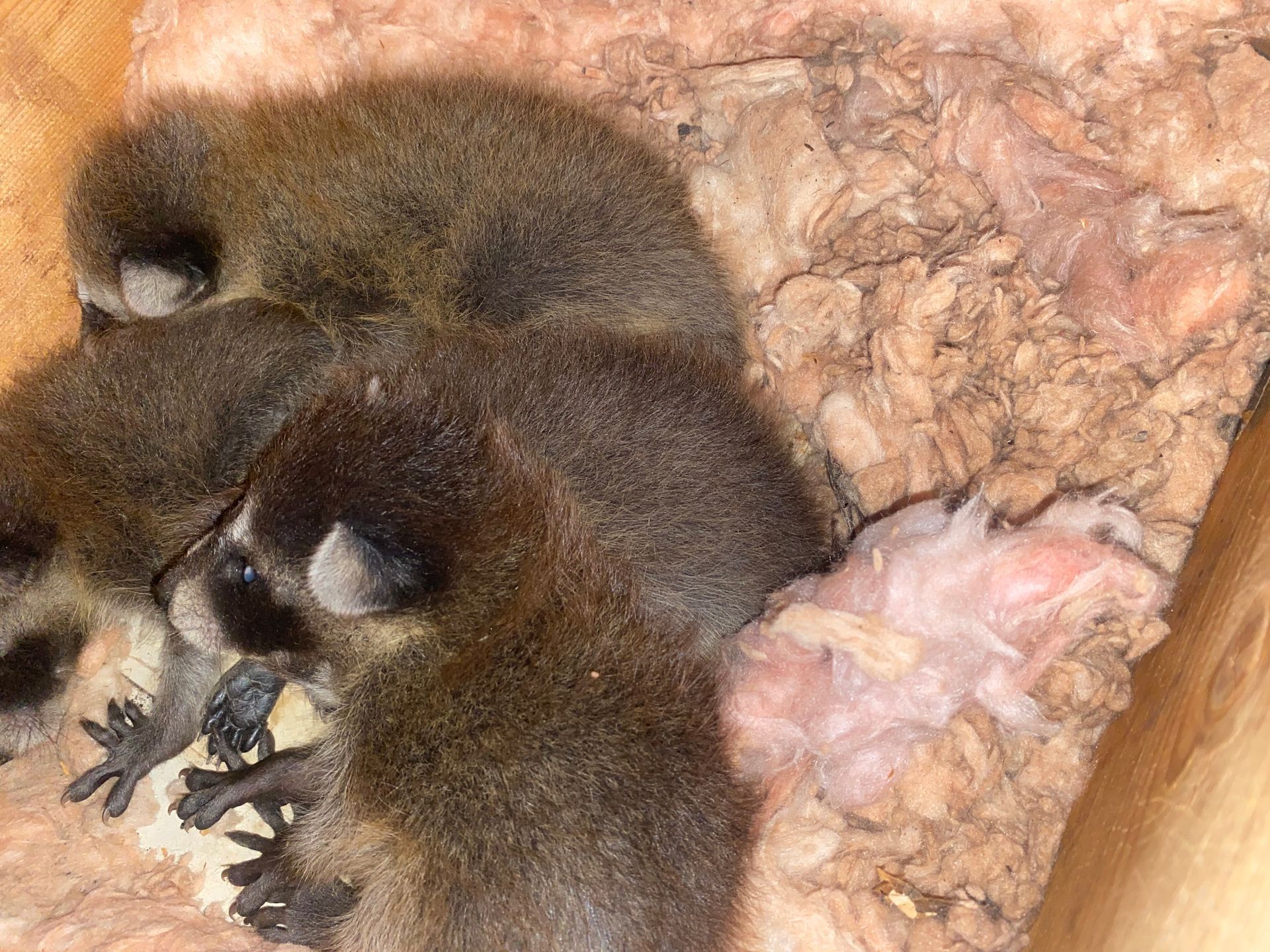 Three young raccoons huddled together on a bed of pink fiberglass insulation inside a wooden enclosure.
