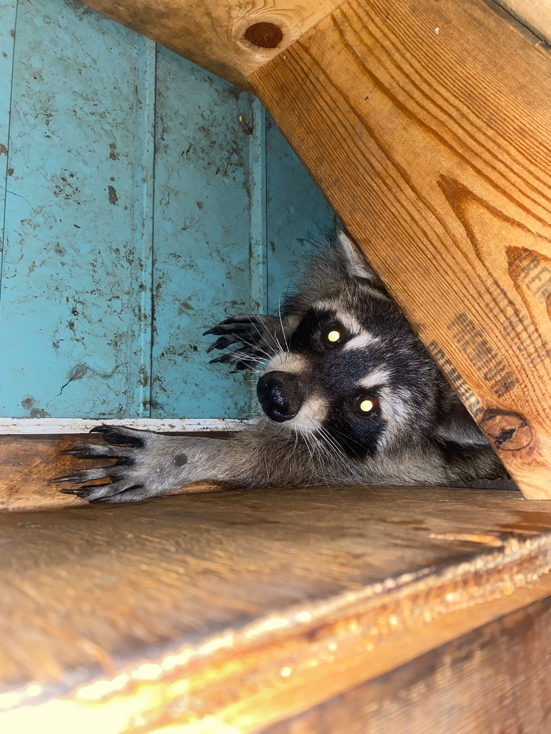 A raccoon with glowing eyes peering out from a dark, cramped wooden crawl space with its front paw extended.