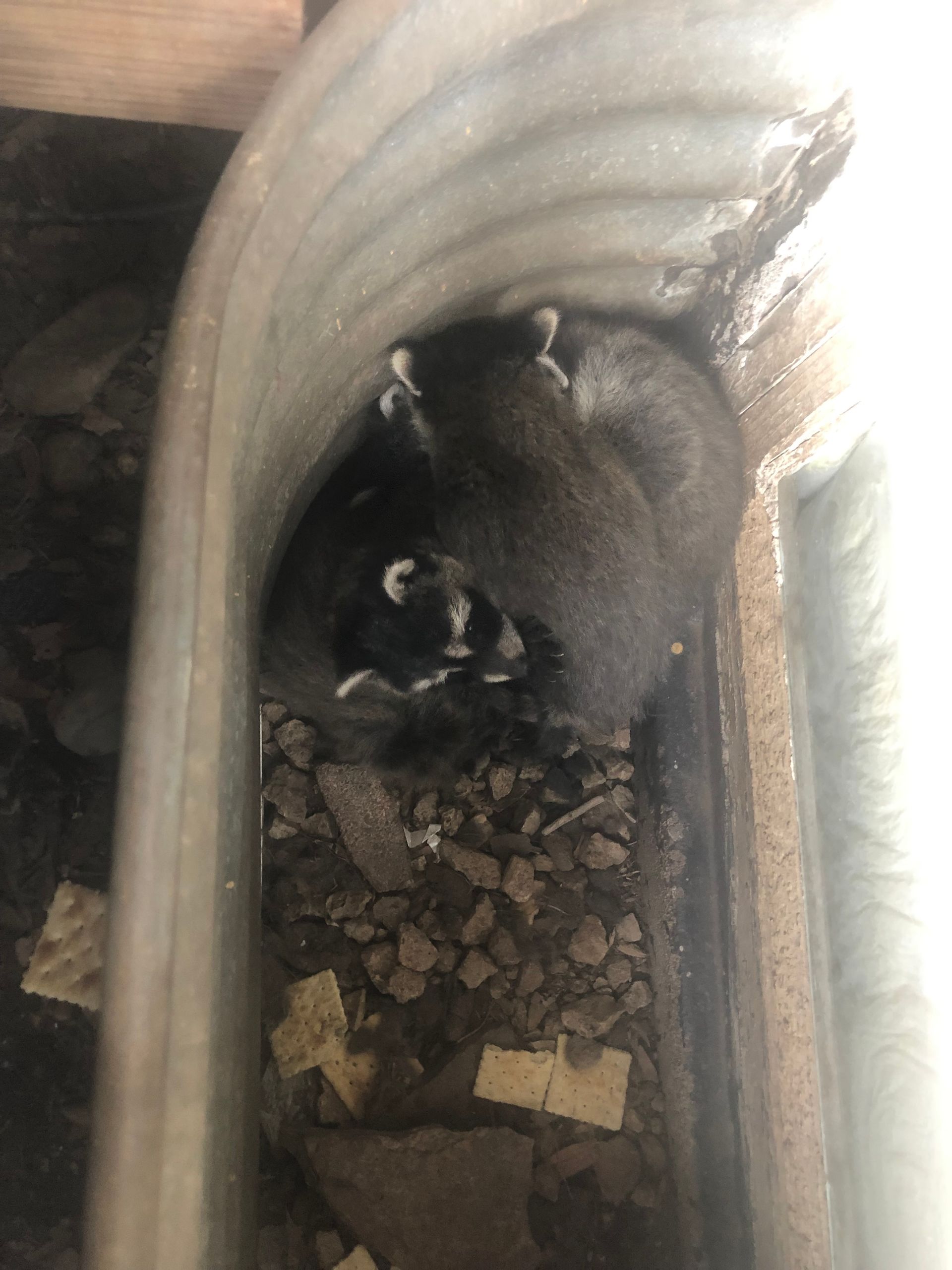 Two raccoons are huddled together inside a corrugated metal window well filled with gravel and debris.