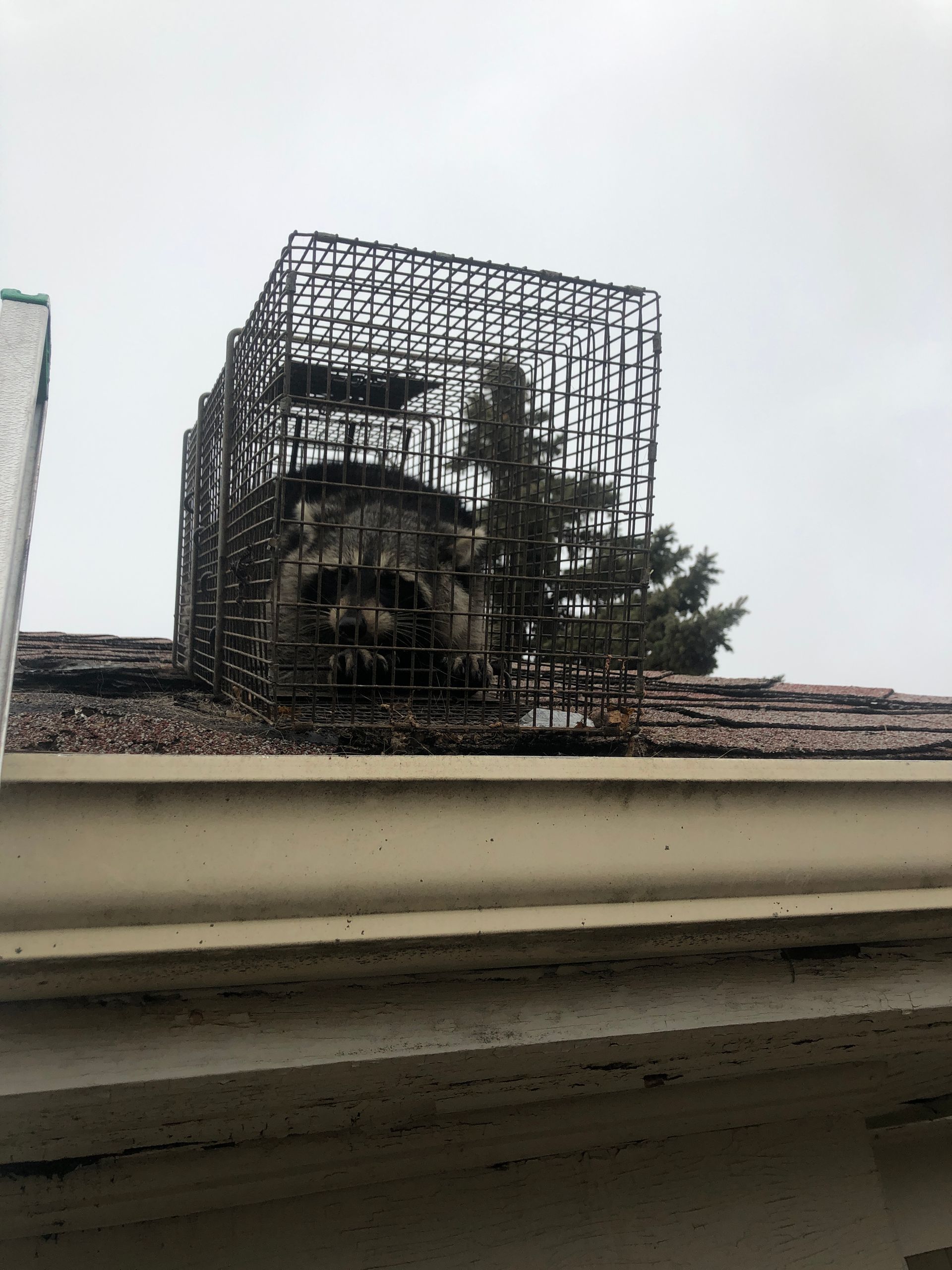 A rusty, rectangular metal cage structure installed over a dark stone chimney on a weathered shingled roof.
