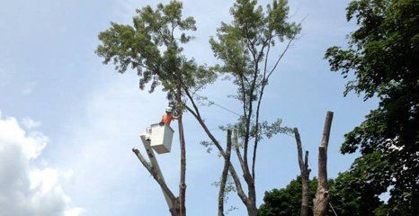 Tree service